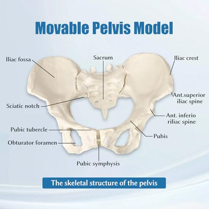 Female Pelvis Model On Elastic, 2/3 Life Size Female Pelvic Skeleton Model W/Bungee Anatomy Medical for Obstetrics Gynecology Patient Communication Orthopedic Studying School Teaching Display - size: Life Size Pelvis Model