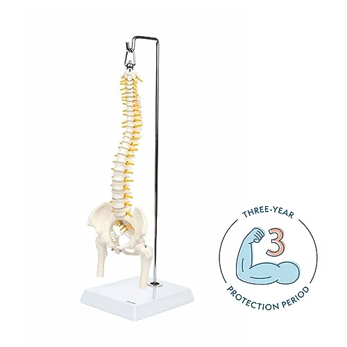 Axis Scientific 15.5" Miniature Spine Model, Vertebrae