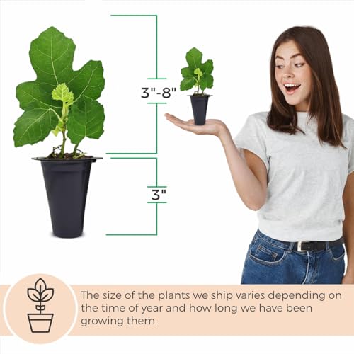 Fig Tree Collection (4 Pack) Edible Fruit Plant from Our Optimal Picks | Easy to Grow Plants for Sustainable Living | Grow Your own Food on Your Edible Organic Garden | Live for Planting | No Seeds - style: Collection
