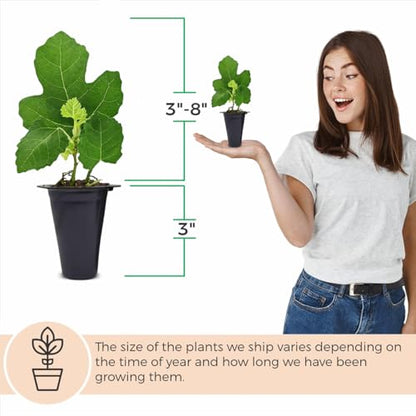 Fig Tree Collection (4 Pack) Edible Fruit Plant from Our Optimal Picks | Easy to Grow Plants for Sustainable Living | Grow Your own Food on Your Edible Organic Garden | Live for Planting | No Seeds - style: Collection