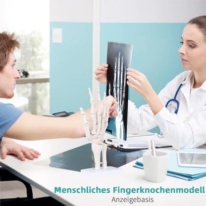 Human Skeleton Hand Model - Life Size Anatomical Finger Bone Model with Articulated Flexible Joints Shows Wrist Ulna Radius for Medical Demonstration Study Education & Display Base