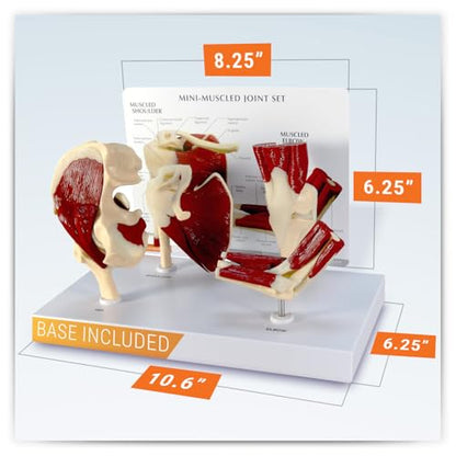 GPI Anatomicals Mini-Muscled Joint Model Set, Shoulder, Knee, & Elbow Joint - style: Mini-Muscled Joint Set