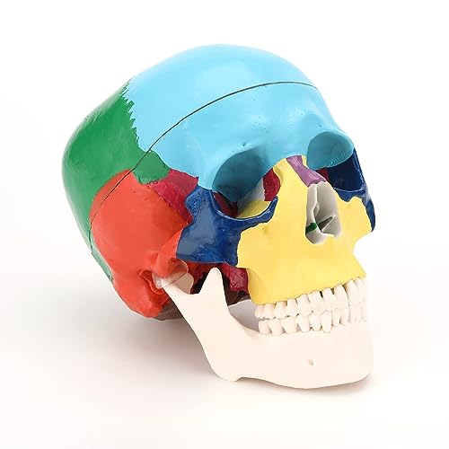 RONTEN Human Skull Anatomical Model, Painted Medical Skull 3-Part Removable Skull Cap and Moving Jaw, Display Model for Medical Student Human Anatomy Teaching and Studying(Asia) - style: Asia Color Skull Model