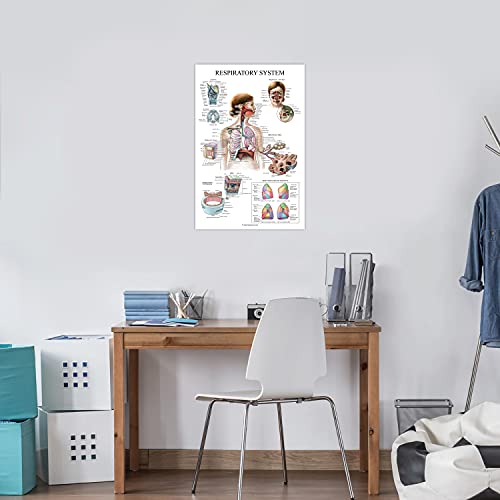 Palace Learning Laminated Respiratory System Anatomical Chart - Lung Anatomy Poster - 18" x 24" - size: 18" x 24"