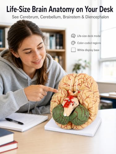 Human Brain Model, 41 Numbered Brain Anatomy Model, Life-Size, 8 Parts