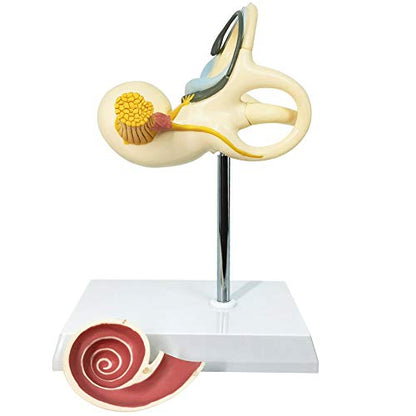 EVOTECH SCIENTIFIC Inner Ear Labyrinth Model 2 Part 8X - color: Inner Ear Model
