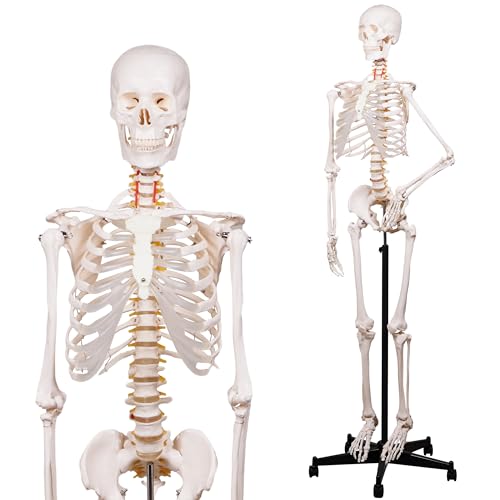 NLShan Human Skeleton Model for Anatomy -Life Size Anatomical Skeleton Medical Model with Nervous System 70.8 in with Rolling Stand for Study and Display Colorful Posters - color: Bone White