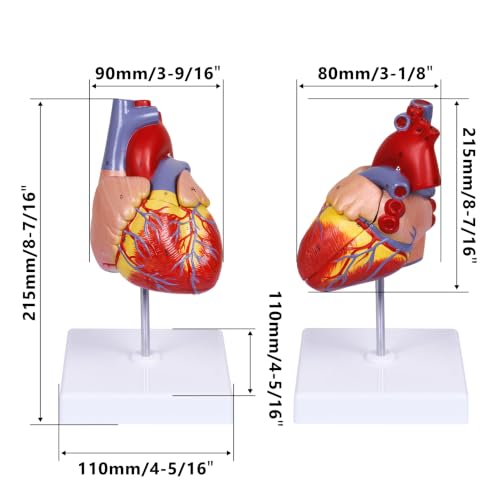 breesky Scientific Human Heart Model 2-Part Life Size Human Heart Replica Color Printed Held Together with Magnets & Mounted Display Base