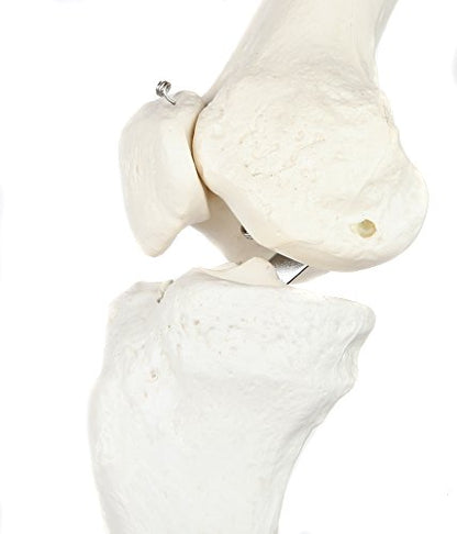 Axis Scientific Human Leg Model