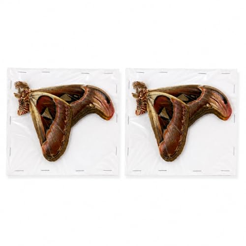 2 Real Atlas Moth Specimens Unmounted Taxidermy Butterfly 2BU35-UPCANH - color: 2 Butterfly #35