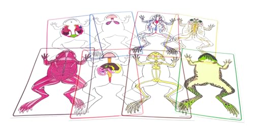 Roylco FrogXplore See-Through Frog Anatomy Kit, Ages 5+