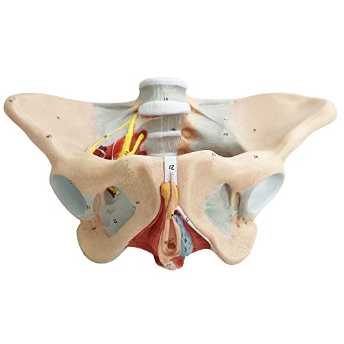 Female Pelvis Muscle Model, with Pelvis/Pelvic Floor Muscle/Perineum