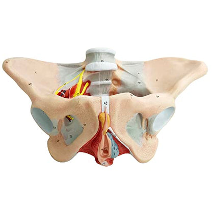 Female Pelvis Muscle Model, with Pelvis/Pelvic Floor Muscle/Perineum