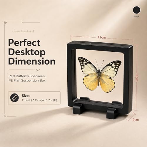 1pc Real Butterfly Taxidermy in PE Film Suspension Box Dustproof Shadow Box for Collection Display Case Home Tabletop Art (Prioneris thestylis ﻿) - color: Prioneris Thestylis ﻿
