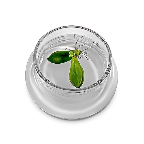 Bloomify Terra Gel Plant Propagation Seed Starter Tray with Glass Dome – Advanced Technology Gardening Supplies Plant Propagation Station for Succulents – Easy to Use Seed Starter Kit