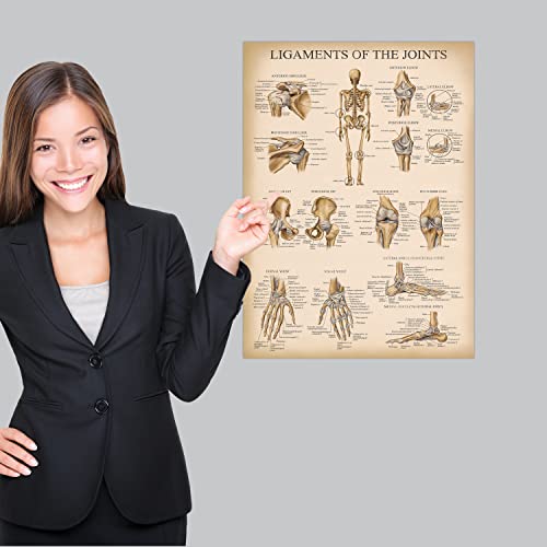 Palace Learning 4 Pack - Vintage Anatomy Poster Set - Laminated - Muscular, Skeletal, Ligaments of the Joints, Anatomy of the Spine - Anatomical Chart Set - 18” x 24”