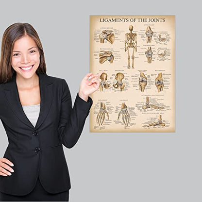 Palace Learning 4 Pack - Vintage Anatomy Poster Set - Laminated - Muscular, Skeletal, Ligaments of the Joints, Anatomy of the Spine - Anatomical Chart Set - 18” x 24”