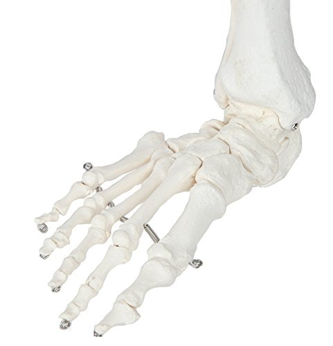 Axis Scientific Human Leg Model