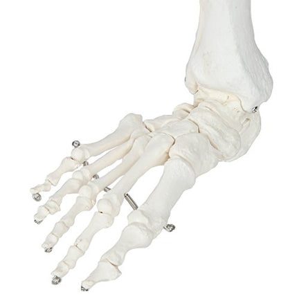Axis Scientific Human Leg Model