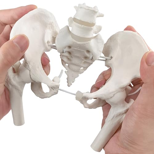 Female Pelvis Skeleton On Elastic with Movable Femur Heads, Mini Size,