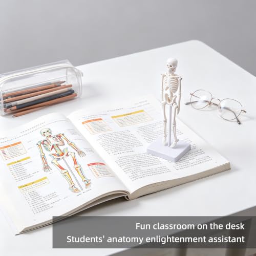 7.8" Mini Human Skeleton Model for Anatomy Learning, Small Anatomical Figure with Movable Joints for Student Teaching, Desk Display & Halloween Decor - size: 7.8 inches
