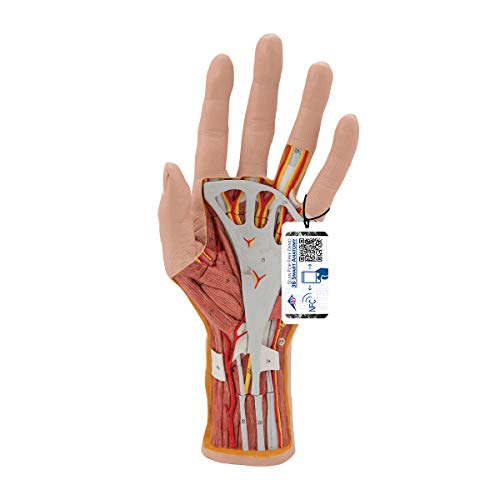 3B Scientific M18 Internal Hand Structure Model 3-Part - 3B Smart Anatomy