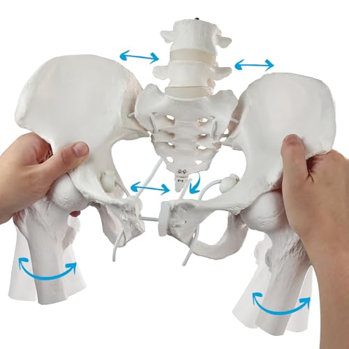 Movable Female Pelvis Model w/Elastic Two Movable Femur Heads and Joints, Life Size Female Pelvic Anatomy Model for Science Education, Midwife in Obstetrics, Gynecology Patient Communication