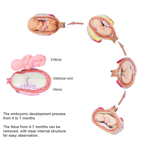 INTBUYING Education Model 8PCS Removable Human Anatomical Embryonic Development Nurse Study Human Pregnancy Development Process Model