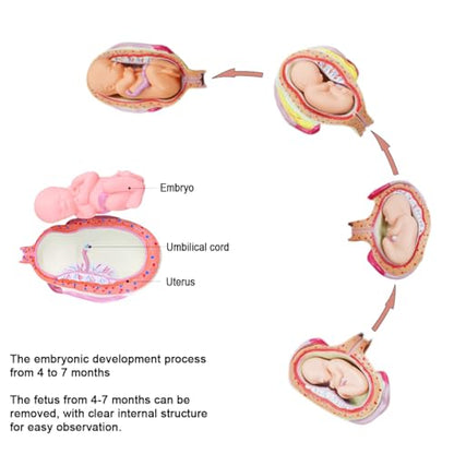 INTBUYING Education Model 8PCS Removable Human Anatomical Embryonic Development Nurse Study Human Pregnancy Development Process Model