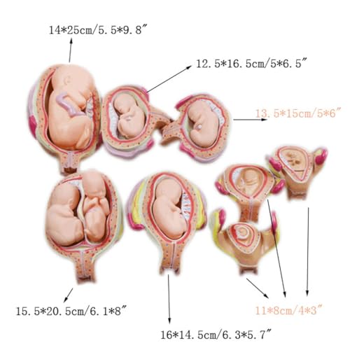 INTBUYING Education Model 8PCS Removable Human Anatomical Embryonic Development Nurse Study Human Pregnancy Development Process Model