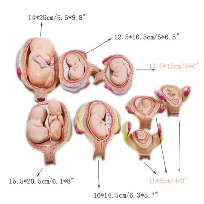 INTBUYING Education Model 8PCS Removable Human Anatomical Embryonic Development Nurse Study Human Pregnancy Development Process Model