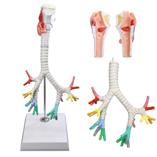 HADWYN Life Size Human Larynx Trachea and Bronchi Model, 3 Parts