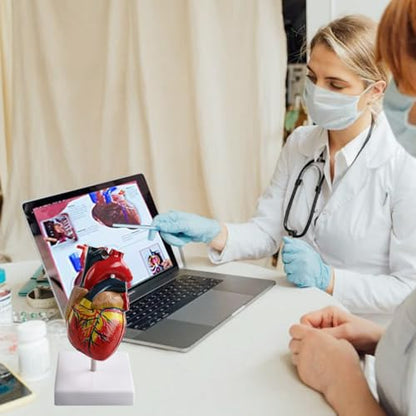 Life Size Anatomical Heart Model 34 Anatomically Structures PVC Material - color: Heart Model