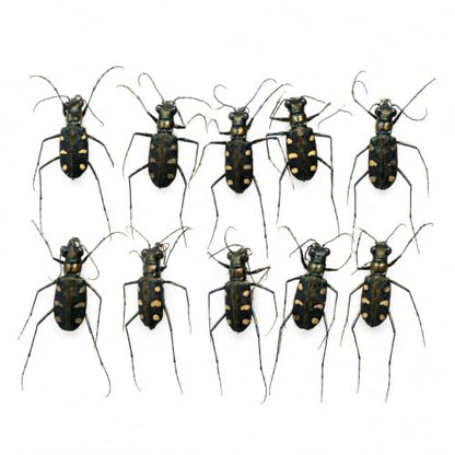 10 Real Tiger Beetle Specimens Carabidae Unmounted Taxidermy BO103X10 - color: 10 Beetle #103