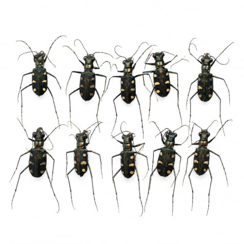 10 Real Tiger Beetle Specimens Carabidae Unmounted Taxidermy BO103X10 - color: 10 Beetle #103