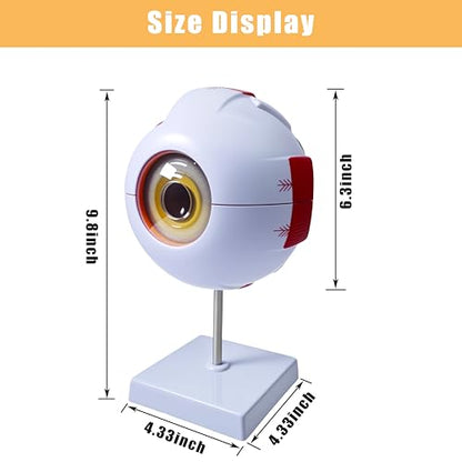 6X Enlarged Eyeball Model, Eye Anatomy Model, Human Eye Anatomical Model for Medical, Educational, or Teaching, with Detailed Product Manual