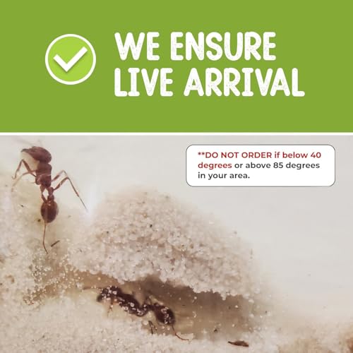 50 Live Ants for Ant Farms (2 Tubes) with Ant Food Premium Custom Mix - style: 50 Live Ants+Food