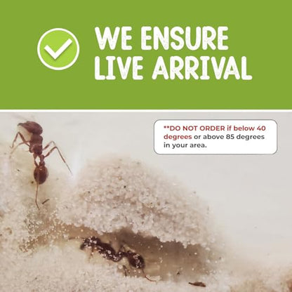 25 Live Ants for Ant Farms (1 Tube), Book, Honey Treat, Premium Ant Food - style: 25 Live Ants +Honey+Food+Book