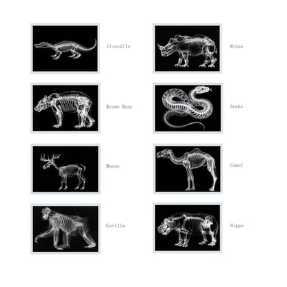 Thematic Animal X-Rays, Set of 16, Simulation Specimen, Science Education Materials for Kindergarten & Preschool, Light Table Accessories, Montessori & Reggio-Inspired (Wild Animals) - color: Wild animals