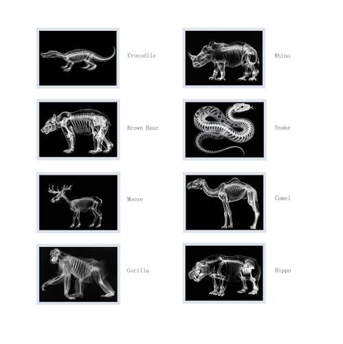 Thematic Animal X-Rays, Set of 16, Simulation Specimen, Science Education Materials for Kindergarten & Preschool, Light Table Accessories, Montessori & Reggio-Inspired (Wild Animals) - color: Wild animals