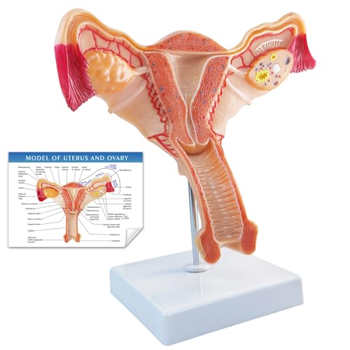 Human Uterus and Ovary Anatomical Model, Life-Size Realistic Female Anatomical Organs for Medical Science Education Study or Teaching