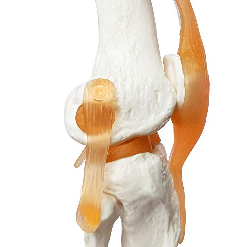 EVOTECH SCIENTIFIC Human Functional Knee Joint Model w/Ligament, Life Size