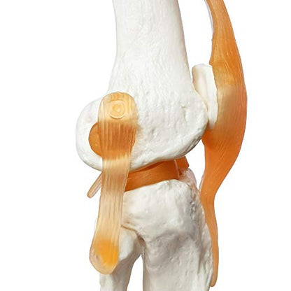 EVOTECH SCIENTIFIC Human Functional Knee Joint Model w/Ligament, Life Size