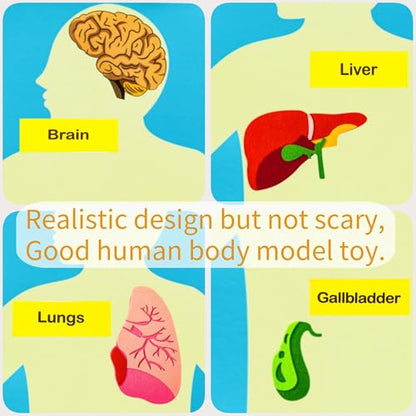 Human Body Model for Kids-Human Body Parts Learning Felt Board Set for Toddlers-Felt Wall Activities-Educational Storytelling Toy for Daycare Home Preschool-Teacher Daycare Supplies
