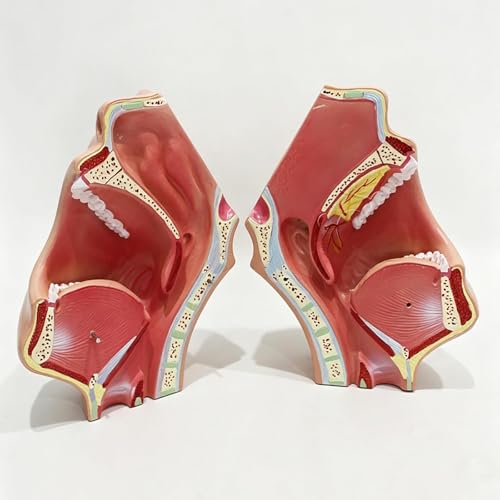 Oral Anatomy Model - Two Piece Facial Skull Model