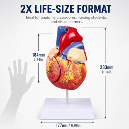 2X Enlarged Anatomical Heart Model, 4-Part, 49 Structures - size: 2X Enlarged 49 Anatomical Structures Model
