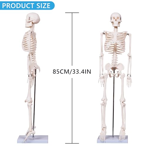 breesky Scientifc Human Skeleton Model for Anatomy, 33.4’’ Skeleton Model with Metal Stand, Removable Arms&Legs for Student to Study Human Skeleton Anatomy System, Halloween Decor, Manual Included