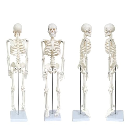 Human Skeleton Model for Anatomy, 33.4" Skeleton Model with Metal Stand