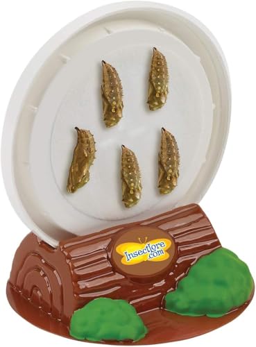 Insect Lore Butterfly Garden with 5 Live Baby Caterpillars - STEM Activity Journal, Habitat, Chrys-A-Lid Holder and Feeder Included | Raise and Release Painted Lady Butterflies - style: Live Butterfly Garden