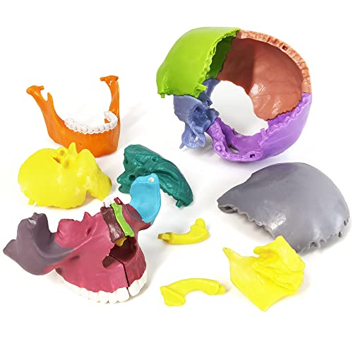 Human Skull Anatomy Model, 15 Parts, 1:2 Life Size, for Adult